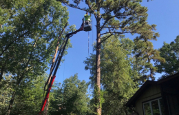 full-service-tree-stump-removal-in-medford-nj-1