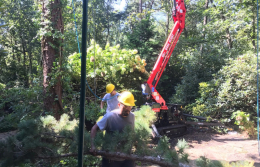 full-service-tree-stump-removal-in-medford-nj-4