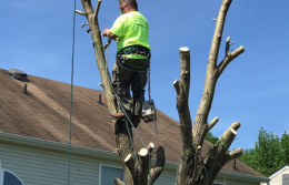 full-service-tree-stump-removal-in-medford-nj-5