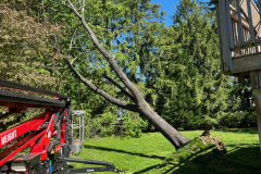 full-service-tree-stump-removal-in-medford-nj-2
