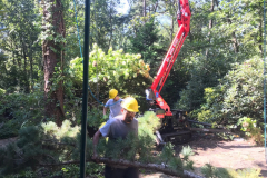 full-service-tree-stump-removal-in-medford-nj-4