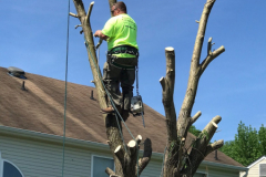 full-service-tree-stump-removal-in-medford-nj-5