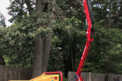 full-service-tree-stump-removal-in-medford-nj-6