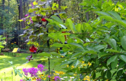 landscaping16