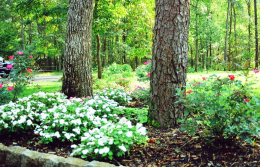 landscaping7