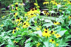 landscaping1