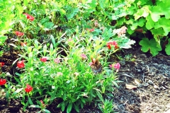 landscaping9