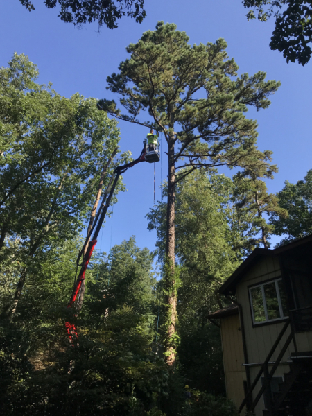Medford-Tree-Removal-Stump-Removal-Tree-Pruning-10