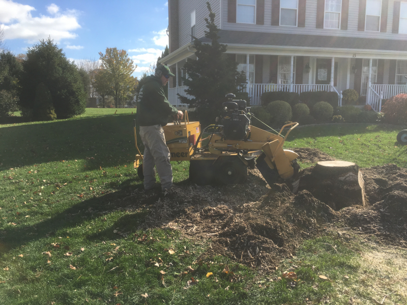 Medford-Tree-Removal-Stump-Removal-Tree-Pruning-4