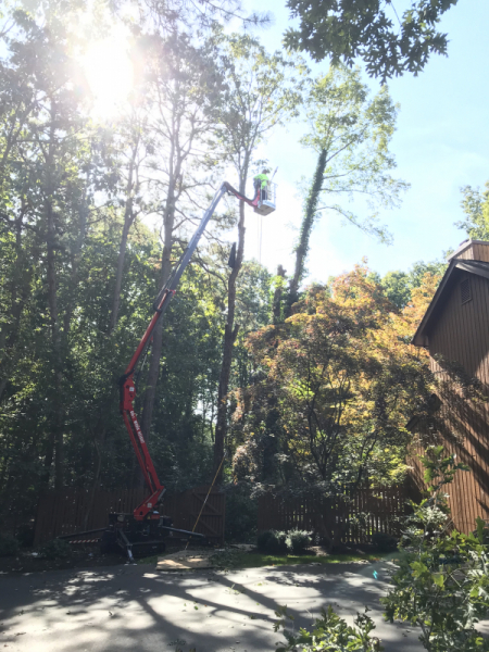 Medford-Tree-Removal-Stump-Removal-Tree-Pruning-8