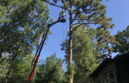 Medford-Tree-Removal-Stump-Removal-Tree-Pruning-10