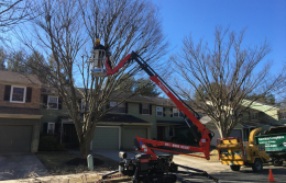 Medford-Tree-Removal-Stump-Removal-Tree-Pruning-2