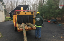 Medford-Tree-Removal-Stump-Removal-Tree-Pruning-7