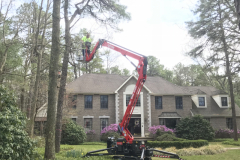 Medford-Tree-Removal-Stump-Removal-Tree-Pruning-1