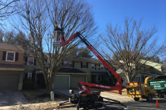 Medford-Tree-Removal-Stump-Removal-Tree-Pruning-2
