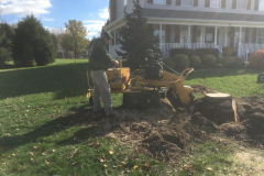 Medford-Tree-Removal-Stump-Removal-Tree-Pruning-4