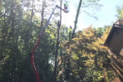Medford-Tree-Removal-Stump-Removal-Tree-Pruning-8