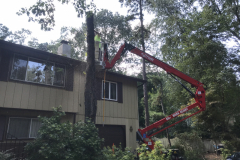 Medford-Tree-Removal-Stump-Removal-Tree-Pruning-9