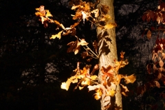 Fall7