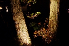nightscaping1