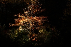 nightscaping17