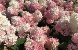 Spring-Flower-Planting-service-2