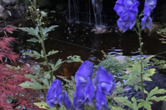 Spring-Flower-Planting-service-10