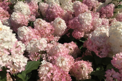 Spring-Flower-Planting-service-2