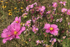 Spring-Flower-Planting-service-3