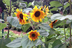 Spring-Flower-Planting-service-5