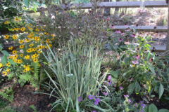 Spring-Flower-Planting-service-6