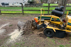 medford-Tree-Services-1