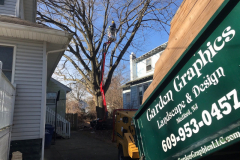 medford-Tree-Services-2