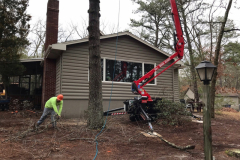 medford-Tree-Services-3