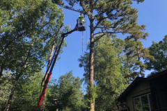 medford-Tree-Services-6