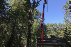 medford-Tree-Services-7