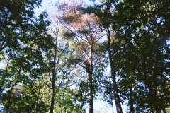 trees1