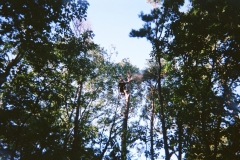 trees2