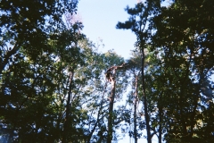 trees3