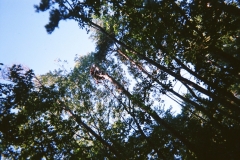 trees4