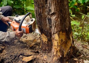 tree removal in medford NJ