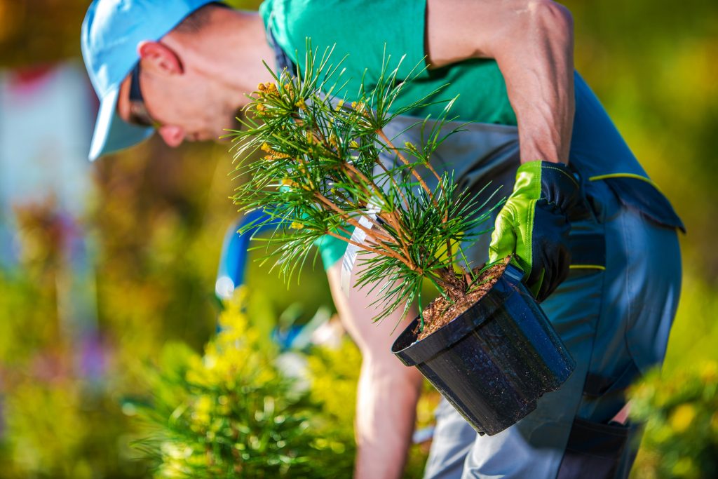 Medford Lakes Landscaping Companies