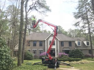 Medford Tree Removal, Stump Removal & Tree Pruning