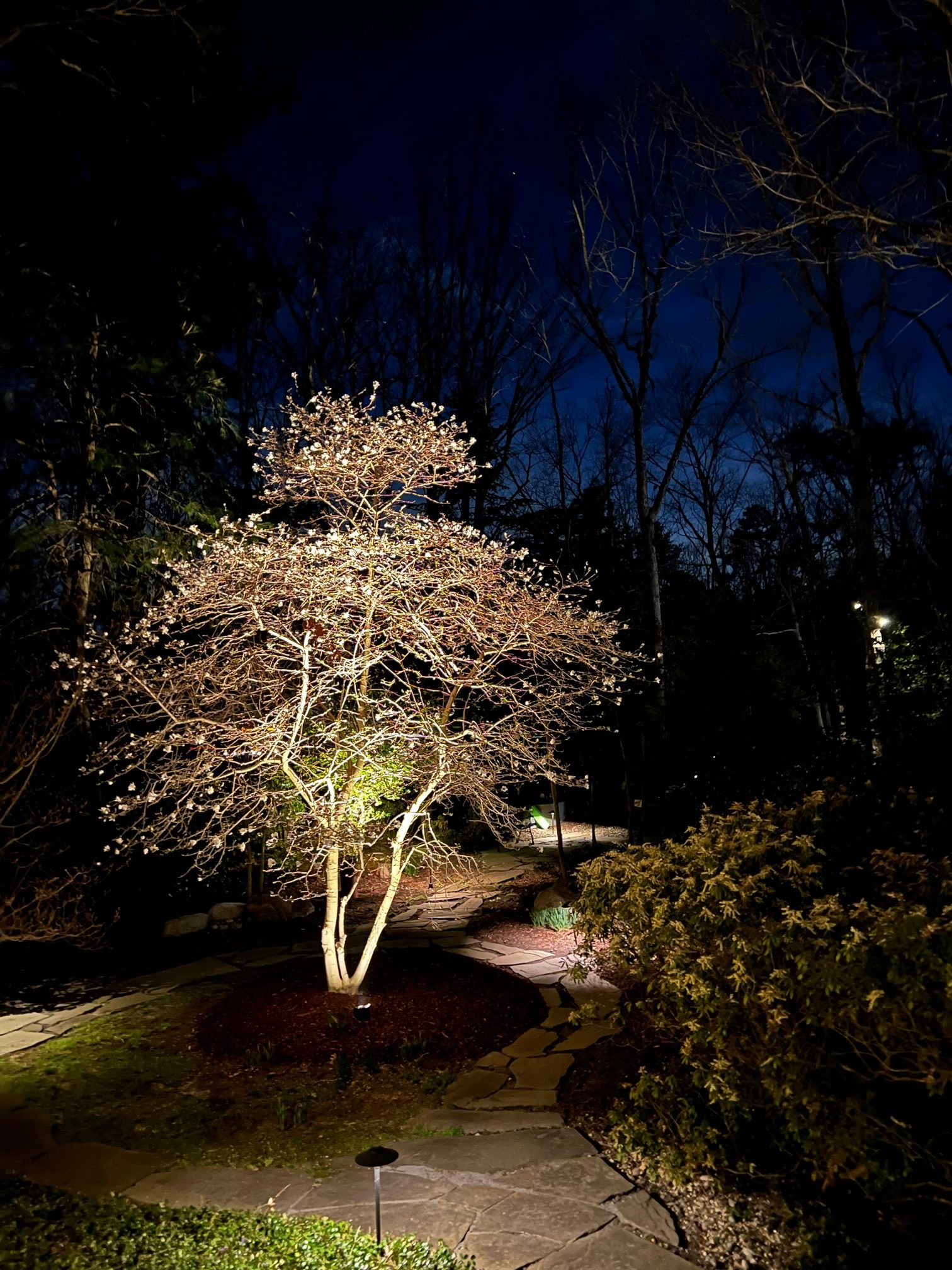 Low Voltage Landscape Lighting in Medford New Jersey