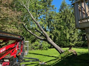 Full Service Tree & Stump Removal In Medford, NJ